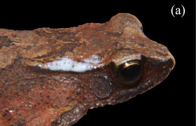 New species of tree toad discovered from Andaman Islands