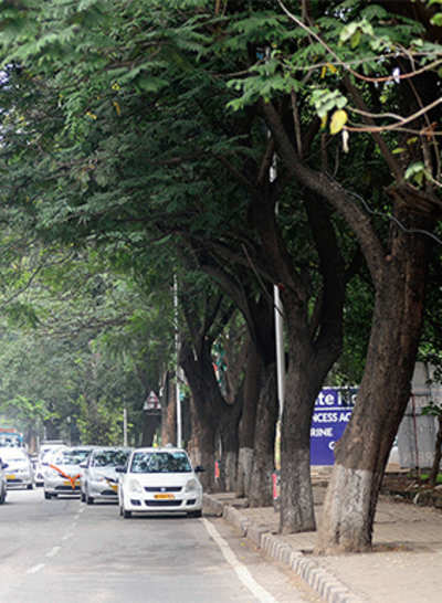 Marked for death | 60,000 ornamental plants to replace over 800 trees for steel flyover project