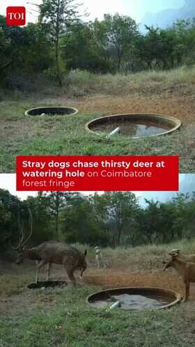 Thirsty Deer Narrowly Escapes Stray Dog Attack Near Forest Border