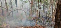 Chhattisgarh: Illegal hunters &lsquo;set afire&rsquo; forest to flush out preys in Bastar region