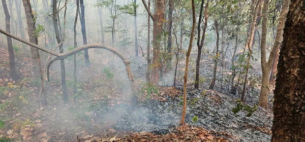 Chhattisgarh: Illegal hunters ‘set afire’ forest to flush out preys in Bastar region