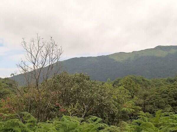 Bihar government measures to prevent deforestation