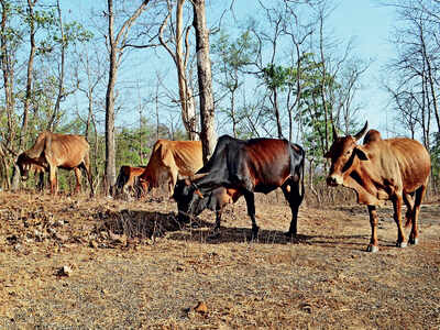 500 people sign appeal against cow research