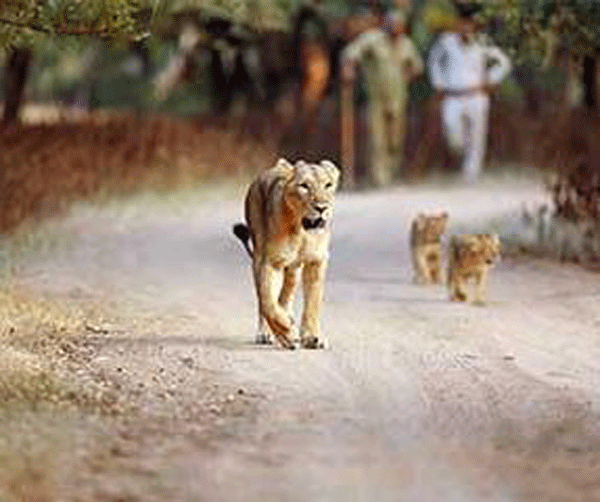 Illegal safari earns Lion's share of tourists at Gir
