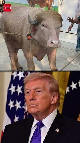 Giant Bangladesh Buffalo Nicknamed &ldquo;Donald Trump&rdquo; Breaks The Internet Before Eid