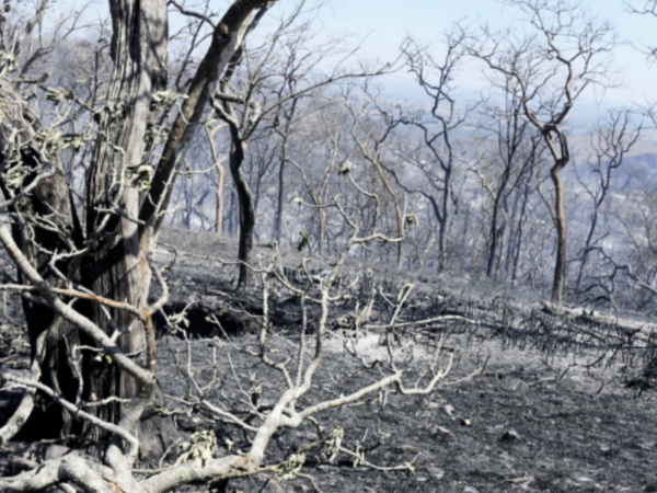 IAF can help prevent wild fires: Department