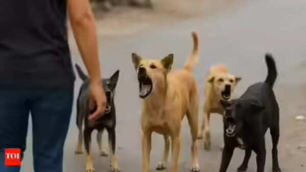 Karnataka logs 2L dogbite cases, 25 rabies deaths in 4 months