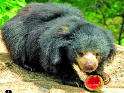 City bear named by Julia Roberts gets tooth extracted