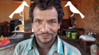 Crows executing aerial attacks on this Bhopal man since last three years, know why 