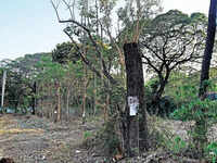 Greenery Pays The Price Amid Bigger Push For Infra
