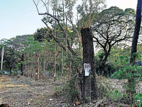Greenery Pays The Price Amid Bigger Push For Infra