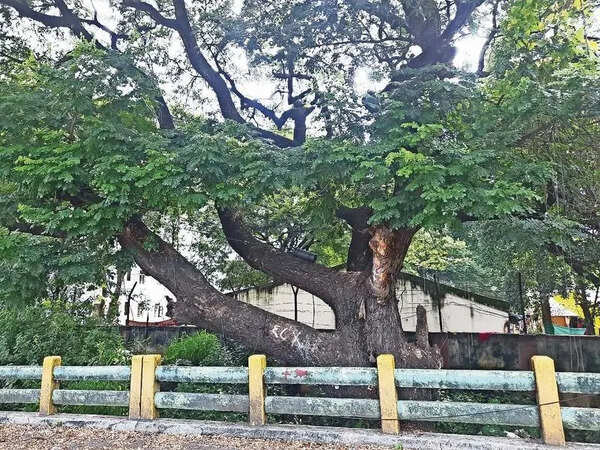 Greenery Pays The Price Amid Bigger Push For Infra