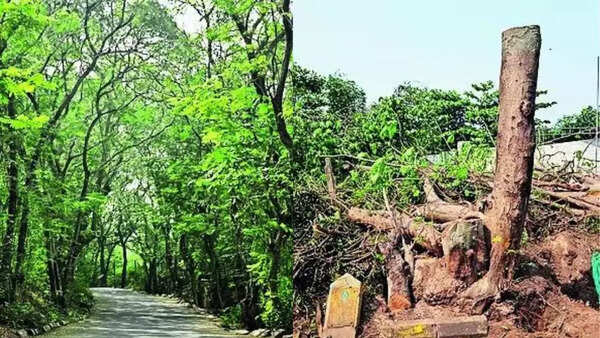 Navi Mumbai: Trees near Belapur fort cut for buildings, Centre orders action