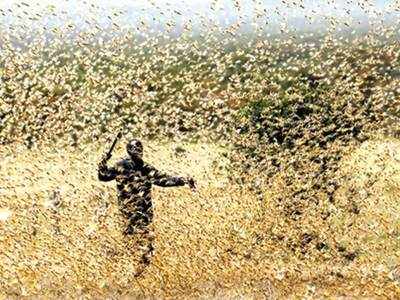 UP farmers warned of possible locust attack