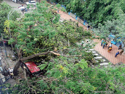 Tree Committee to push for removal of old trees