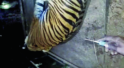 Forester and vet killed this tigress