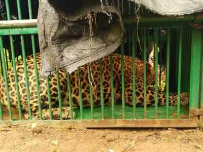 Hyderabad: Leopard that played hide and seek for five months captured