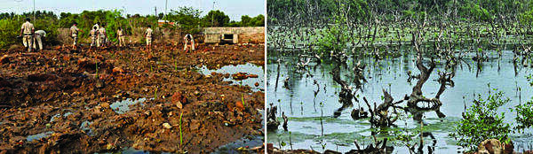 Monsoon breathes new life into Santa Cruz-Patto mangrove restoration