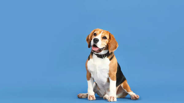 Beagles