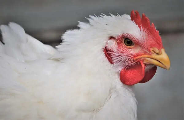 H5N1 containment operation: Health dept confirms no human cases