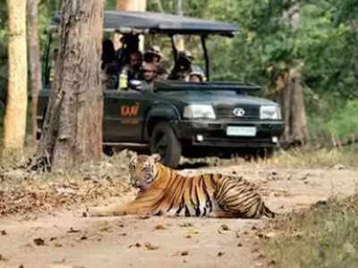 Karnataka: Safari resumes at Nagarahole Tiger Reserve, only 25 tourists per trip