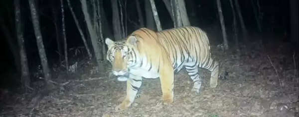Tiger Baji caught on trap camera in Koyna’s forest area