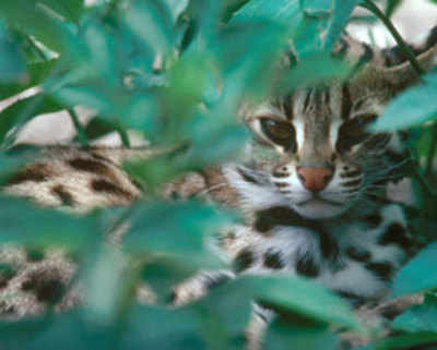 In search of the elusive Leopard Cat