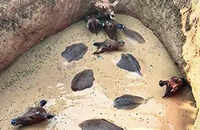 Nilgai herd rescued from well in Palamu