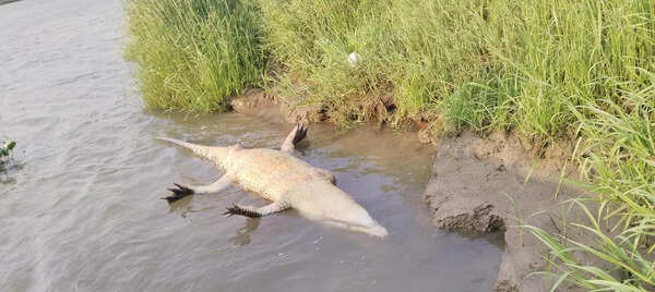 Croc found dead in Bhitarkanika; 16th in 6 years