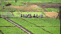 Amidst Covid-19 pandemic, India's agri exports up 23.24% to over Rs 25,500 crore in March-June: Centre 