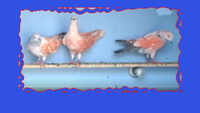 ‘Pigeon race’ tradition in full swing during election in Lucknow 