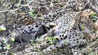 India achieves global conservation breakthrough with first wild birth by native-born cheetah at Kuno National Park