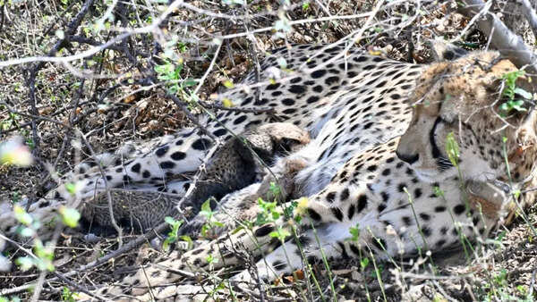 India achieves global conservation breakthrough with first wild birth by native-born cheetah at Kuno National Park