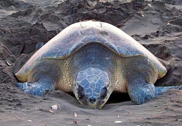 Turtle village to become biodiversity heritage site