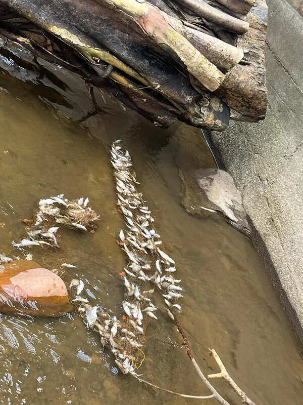 Fish kill at Shishila incenses villagers
