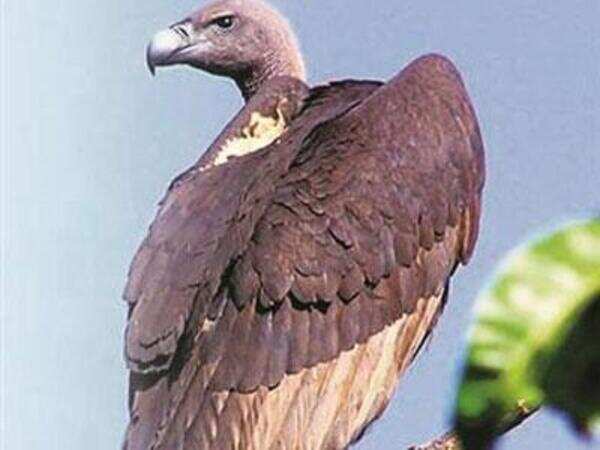Endangered vulture chick sighted in Bikaner