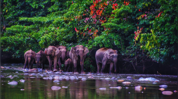 Borneo (Malaysia)