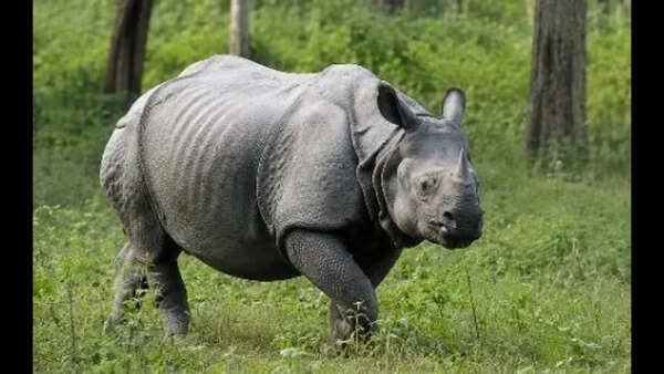 Rhino sighting delights tourists at VTR