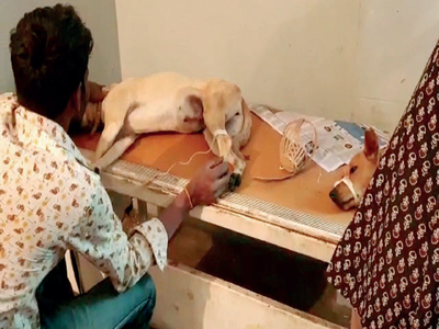 Has love for animals gone to the dogs in Bengaluru?