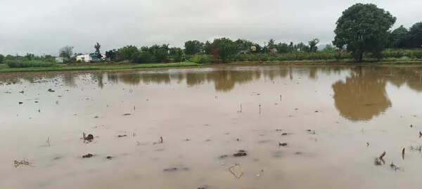 Crop loss in Nashik pegged at Rs 73.34 crore after March rain