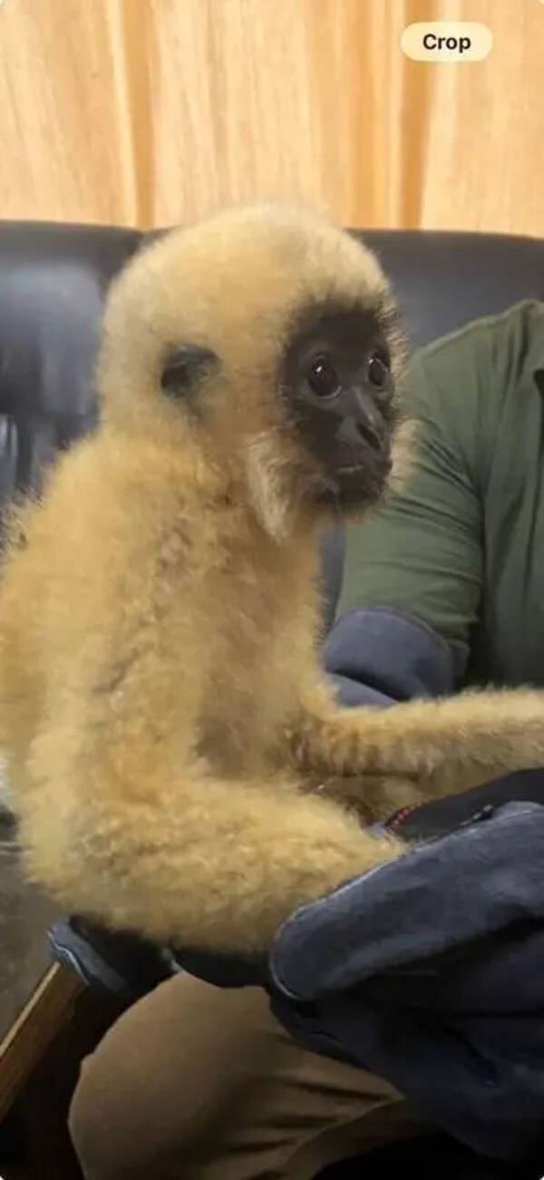 Critically endangered gibbon, turtles seized at Kolkata airport
