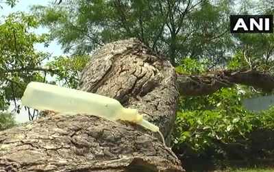 Telangana: 700-year-old dying Pillalamari banyan tree put on ‘saline drip’