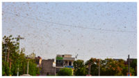 Locust alert: Is Delhi next after Rajasthan and MP? 