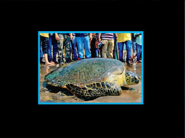 Endangered 'Queen' returns to her underwater kingdom