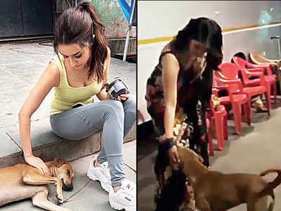 Puppy love for Shraddha Kapoor and Priyanka Chopra