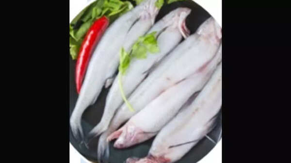 Fish found off Mumbai coast contains microplastics: Study