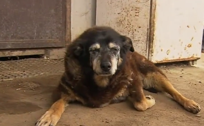 World's 'oldest dog', Maggie, dies in Australia