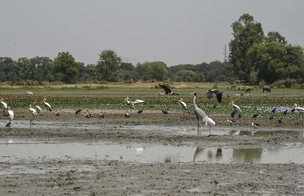Why Ramsar tag is a non-starter for sarus haven Dhanauri