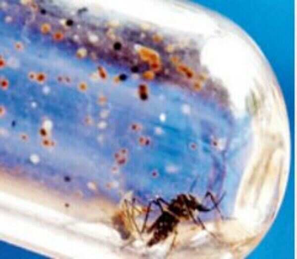 After dengue, Japanese Encephalitis stings