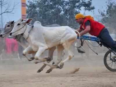 MLA rides bullock cart to Vidhan Bhavan